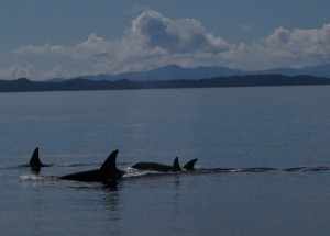 Great Bear Rainforest, https://www.joanboxall.com/calling-all-composers/