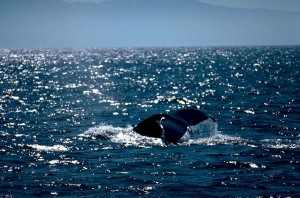 Humpback diving its goodbye.