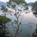 Arbutus trees overlook Halkett Bay