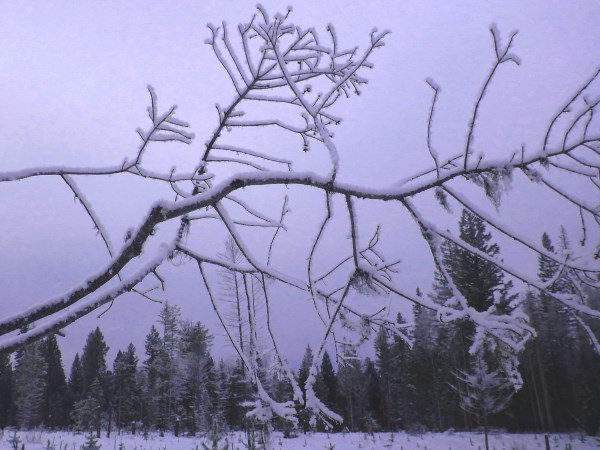 snow sculptures, Sun Peaks trails