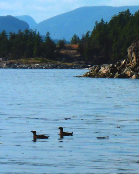 The Murrelets have lost their 'Marbles' for breeding season