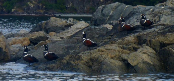 Harlequins in the Copelands