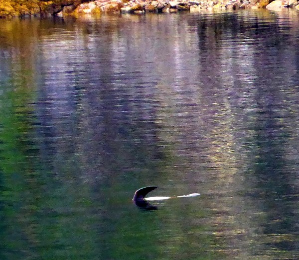 Sea Lion's impersonation of a shark