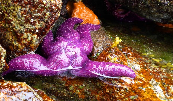 Wonderful to see purple seastars again