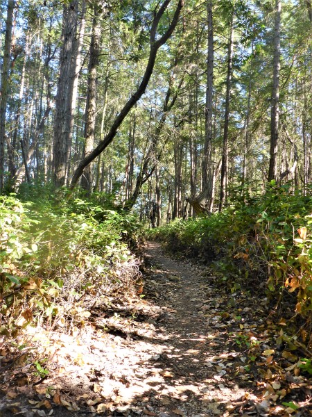 Kayaking to Wallace Island and hiking, too