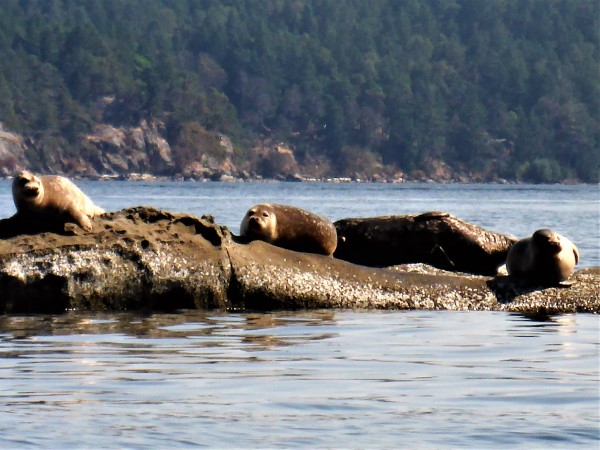 Harbour seals soak up the sun; we zoom in and on.