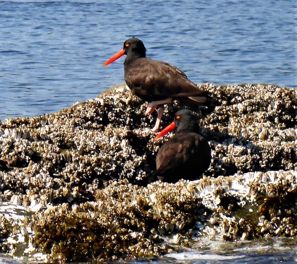 Kayaking on Wallace Island and surrounds